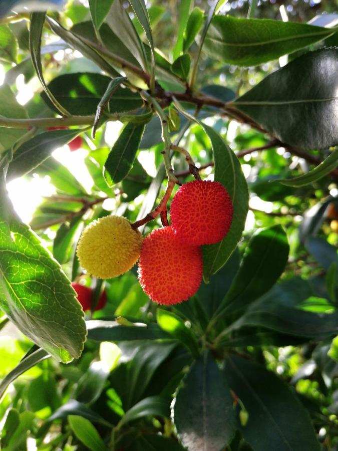 Montes de Cima Vinha Do Gaioヴィラ エクステリア 写真